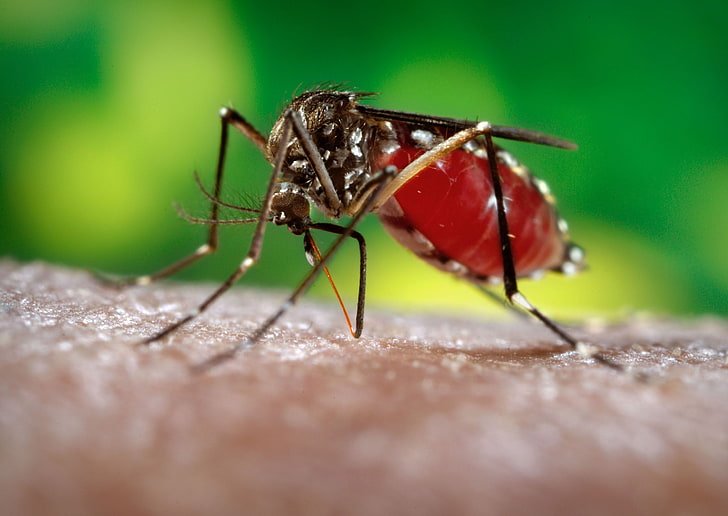 Mosquito Control